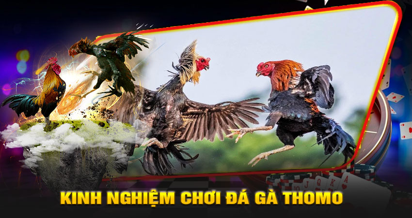 Kinh nghiệm chơi đá gà Thomo trực tuyến tại 789P
